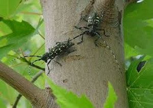 Tree Spraying - Asian Longhorned Beetle