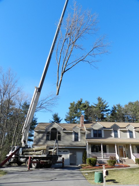 Tree Removal with Crane