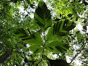 Beech Tree Leaf Disease | Belmont MA