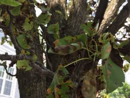Pear Tree Fungus | Arlington MA