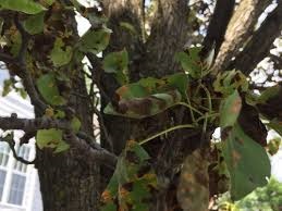 Pear Tree Fungus | Belmont MA