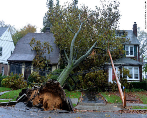 Storm Damaged Tree | Arlington MA