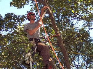 Arbor Care Tree Climbing | Arlington MA