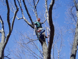 Arbor Care Tree Trimming | Arlington MA