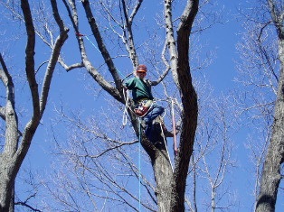 Tree Trimming | Belmont MA