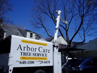 Arbor Care Tree Pruning | Arlington MA