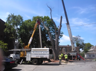 Arbor Care Tree Removal | Arlington MA
